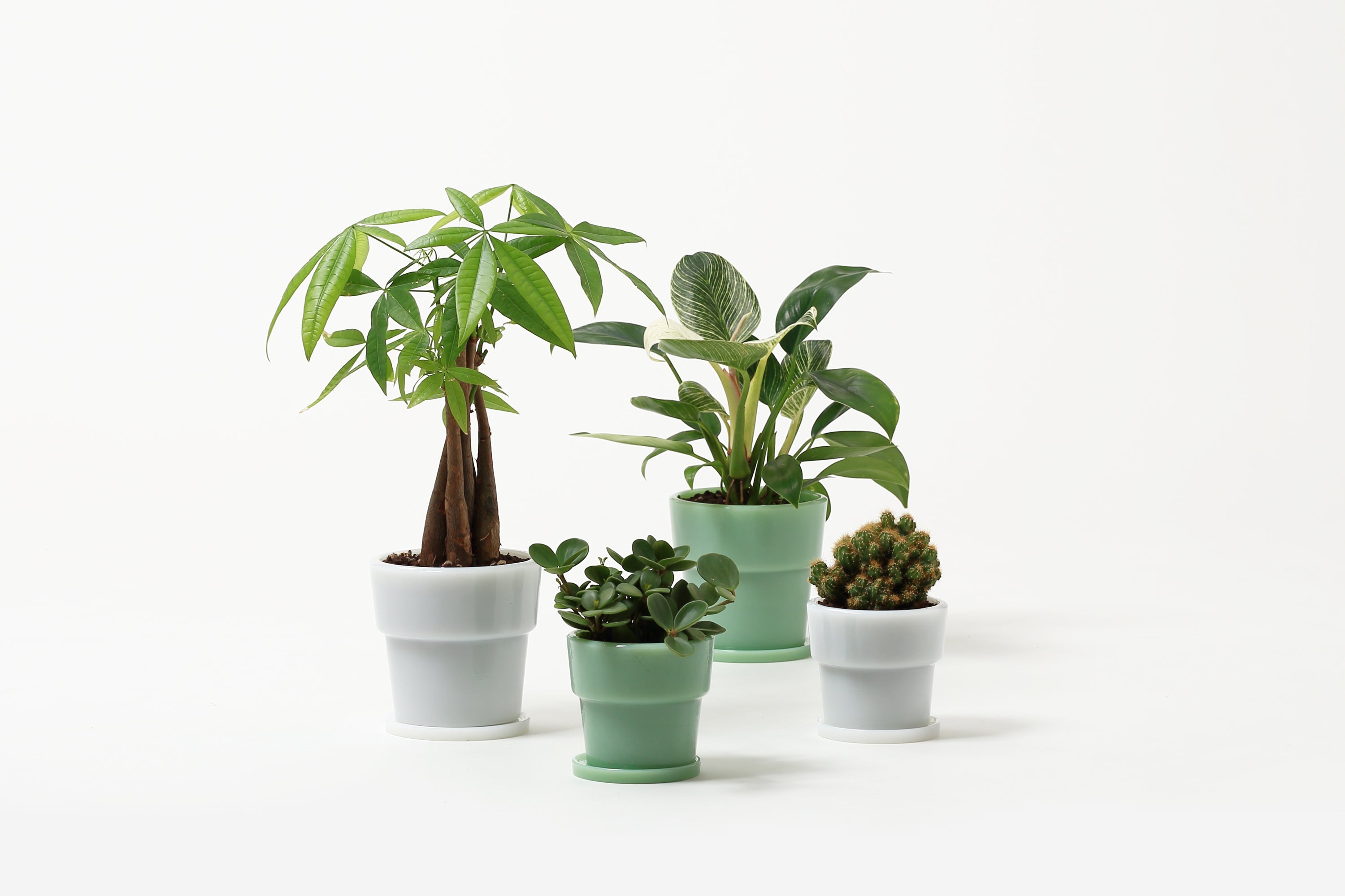 グリーン・玄関小物 – ideaco STORE