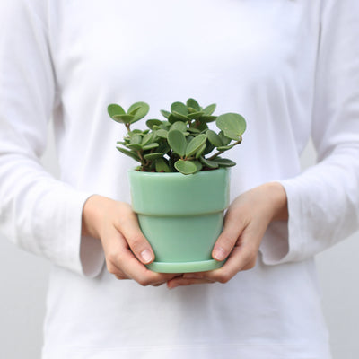 Milk Glass Planter Pot 3