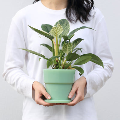 【OUTLET】ミルクガラス植木鉢 Milk Glass Planter Pot 4